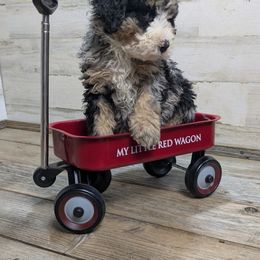 Balsam - Blue merle male Bernedoodle puppy in Cambridge, Minnesota from Country Meadow Doodles