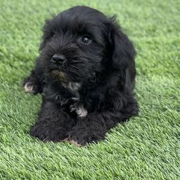 Miniature Schnauzer puppies from Savannah's Schnauzers