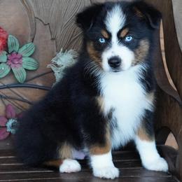 Boy 2 - Black tri male Miniature Australian Shepherd puppy in Lawton, Oklahoma from Lindsey’s Aussies