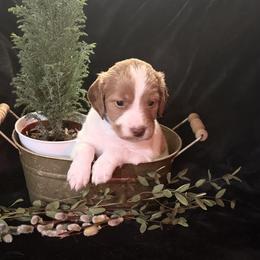 Blue boy- Token - Orange and white male Brittany puppy in Chehalis, Washington from Black River Brittany’s