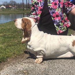 Salty - Basset Hound