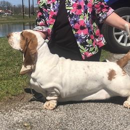Salty - Basset Hound