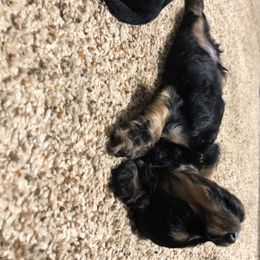 Dachshund Puppies from MNE Miniature Dachshunds