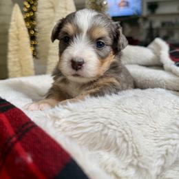 Light Pink Collar - Blue merle female Bernedoodle puppy in Indiahoma, Oklahoma from Farm Fresh Doodles