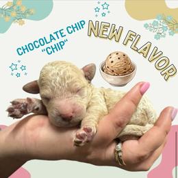 Chip - (Chocolate Chip) - Gold male Bordoodle puppy in Canfield, Ohio from Poo's Doo's & Inu's