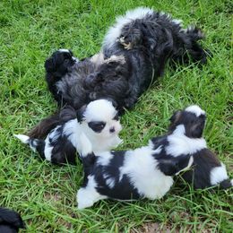 Shih Tzu Puppies from Keepin' it X-tra Shih-Tzu