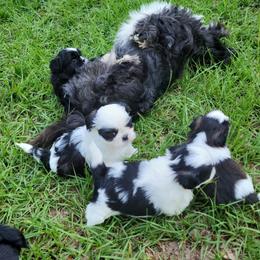 Shih Tzu Puppies from Keepin' it X-tra Shih-Tzu