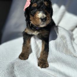 Bernedoodle Puppies from Pippy’s Doodle Pups