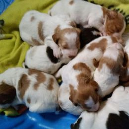 Brittany Puppies from Jacquie Jolly