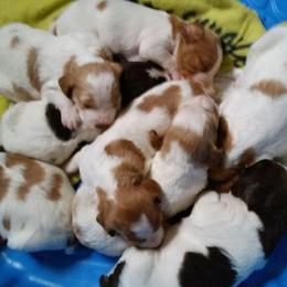 Brittany Puppies from Jacquie Jolly