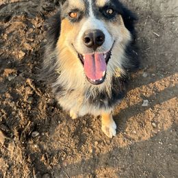 Selleck - Australian Shepherd