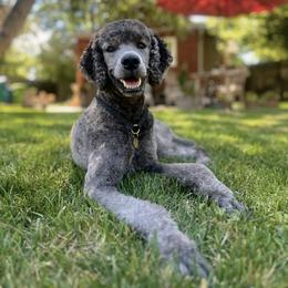 Poodle Puppies from Grace Poodles