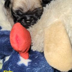 Burgundy Boy - Fawn male Pug puppy in Weirsdale, Florida from Splash of Color Pug's