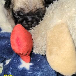 Burgundy Boy - Fawn male Pug puppy in Weirsdale, Florida from Splash of Color Pug's