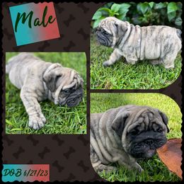 Bulldog Puppies from Semper Fi Bulldogs
