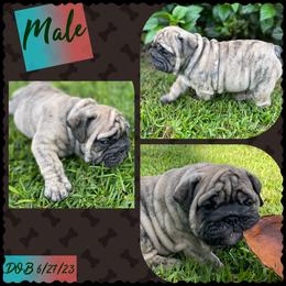 Bulldog Puppies from Semper Fi Bulldogs