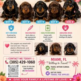 Dachshund puppies from Rightous Way Kennel