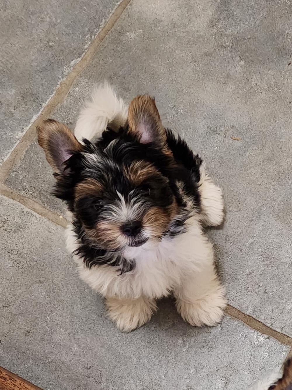 Biewer Terrier Puppies from Bibeau's Biewer Terriers