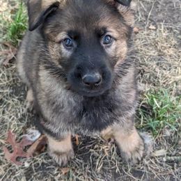 German Shepherd Puppies from Fern Hill Kennel