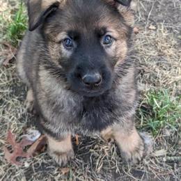 German Shepherd Puppies from Fern Hill Kennel