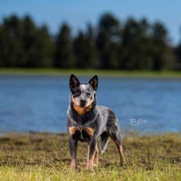 Skylar  - Australian Cattle Dog