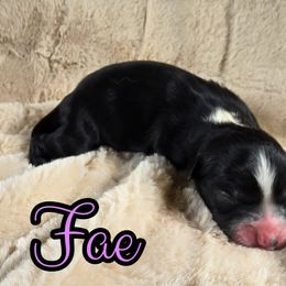 Fae - Black tri-color female Australian Shepherd puppy in Albion, Michigan from Northern Lights Aussies (NL Aussies)