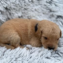 Nala - Apricot female Goldendoodle puppy in Ambrose, Georgia from Brandilyn's Aussies