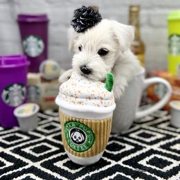 Miniature Schnauzer Puppies from Schnauzers on Robinson Lane