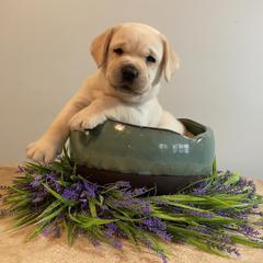 Labrador Retriever Puppies from BellaVista Labradors LLC