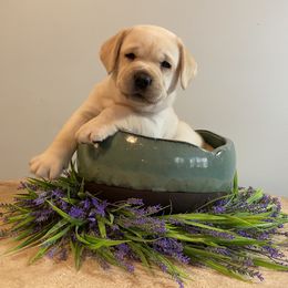 Labrador Retriever Puppies from BellaVista Labradors LLC