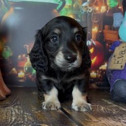 Frankenstein - Black and cream male Dachshund puppy in Floresville, Texas from Muddy River Dachshunds