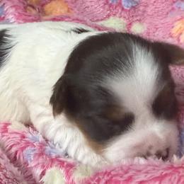 Dalia AKC - Chocolate, tan and white female Yorkshire Terrier puppy in Labelle, Florida from Chocolate and Parti Yorkies in Florida