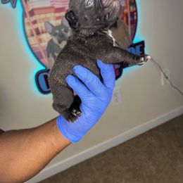French Bulldog Puppies from Custom Made Frenchies LLC