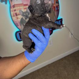 French Bulldog Puppies from Custom Made Frenchies LLC