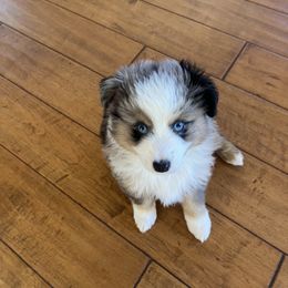Miniature Australian Shepherd Puppies from Small Town Aussies