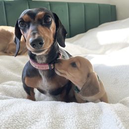 Dachshund Puppies from Duchess Daphne's Doxie Empire