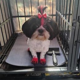 Bella - Shih Tzu