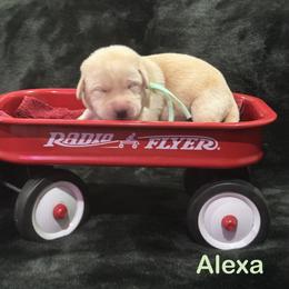 Alexa - Yellow female Labrador Retriever puppy in Tigard, Oregon from Morrison Labrador Retreivers
