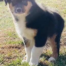 Australian Shepherd Puppies from CumberlandRidge Australian Shepherds