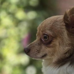 Border Collies and Chihuahuas from Riverwood