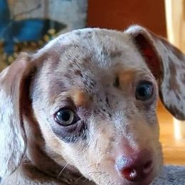 Dachshunds from Matzke Little Love Bugs