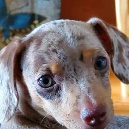 Dachshunds from Matzke Little Love Bugs