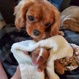 Carli - Cavalier King Charles Spaniel