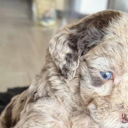 Labradoodles from The Doodle Crew