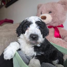 Hawkeye - Black and white male Bernedoodle puppy in Blackfoot, Idaho from Draper Mountain Doodles