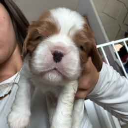 Boy 1 - Blenheim male Cavalier King Charles Spaniel puppy in Moreno Valley, California from Chris & Katie Cavaliers