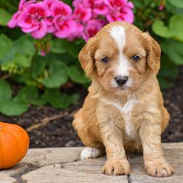 Charlie - Red male Cavapoo puppy in Gap, Pennsylvania from Country View Puppies ( License 18816)