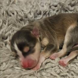 Vixey - Blue female Pomsky puppy in Stover, Missouri from Lx2 County Line Pomskies
