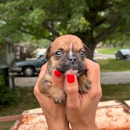 Brownie - Red female Bulldog puppy in Topeka, Kansas from Midwest Monster Made Bulldogs