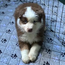 Red tri 1 - Red & white male Australian Shepherd puppy in Saratoga Springs, New York from Rock Springs Australian Shepherds
